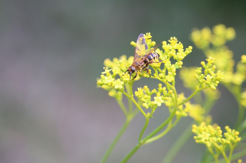 写真：オミナエシの花蜜を吸うツチバチの仲間
