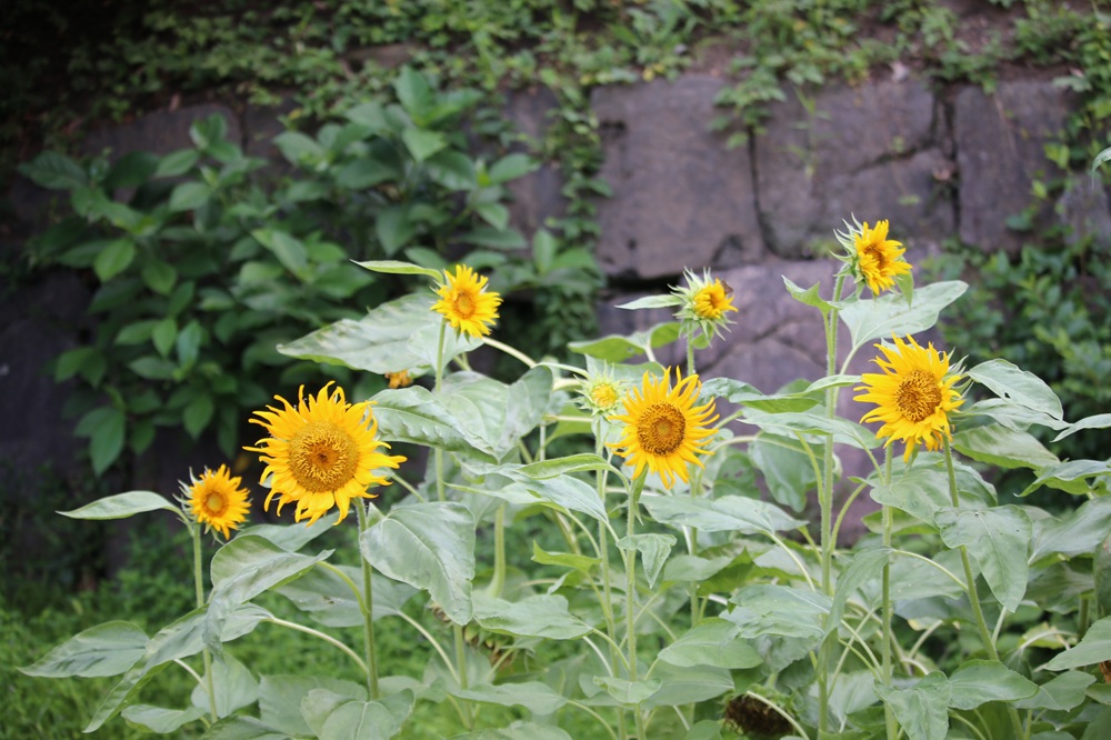写真：ヒマワリ（はるかのひまわり）（キク科）
