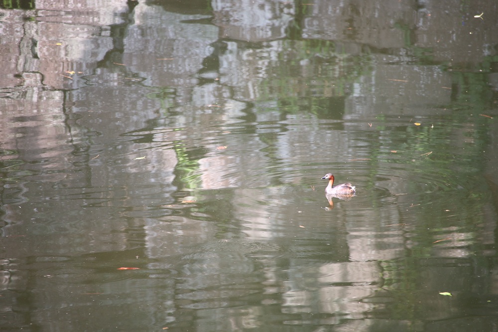 写真：夏羽のカイツブリ（天神濠）