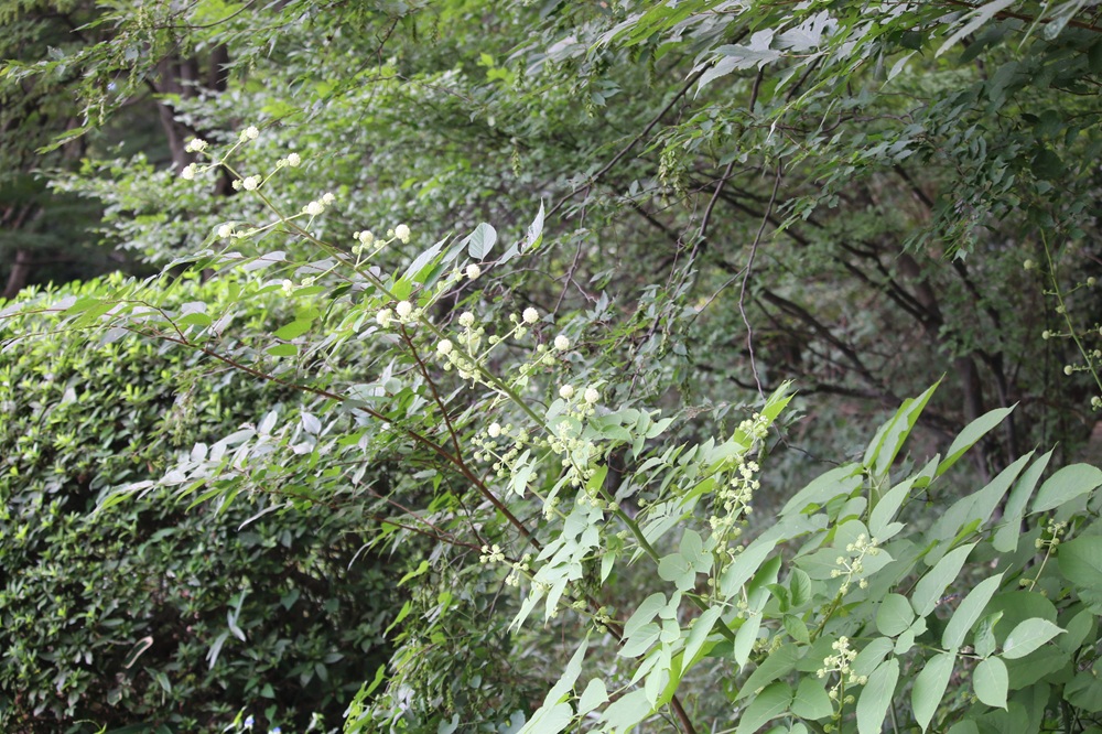 写真：ウド（ウコギ科）