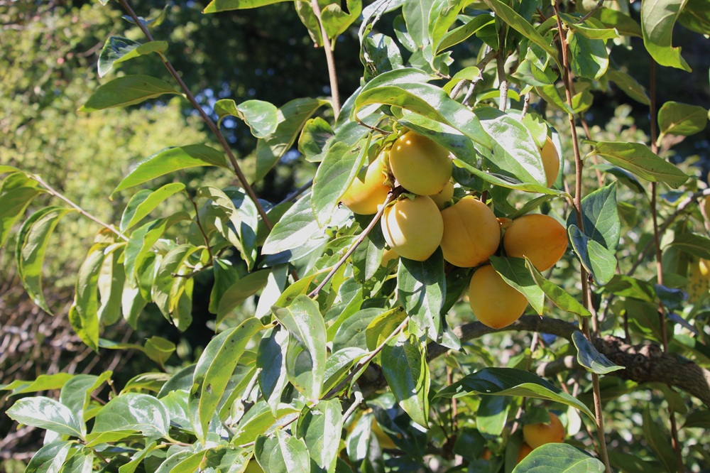 写真：カキ（実）堂上蜂屋（カキノキ科）