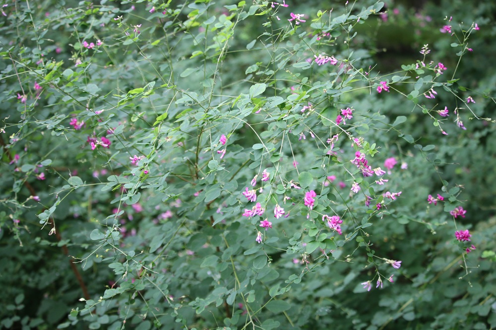 写真：ヤマハギ（マメ科）