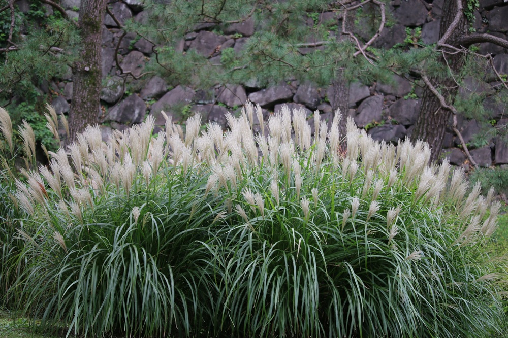 写真：ススキ（イネ科）