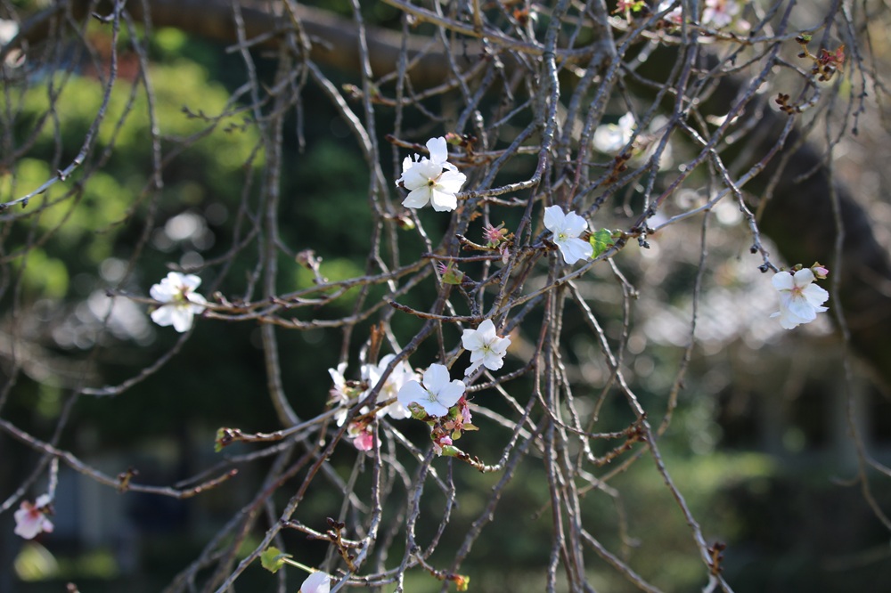 写真：フユザクラ（バラ科）