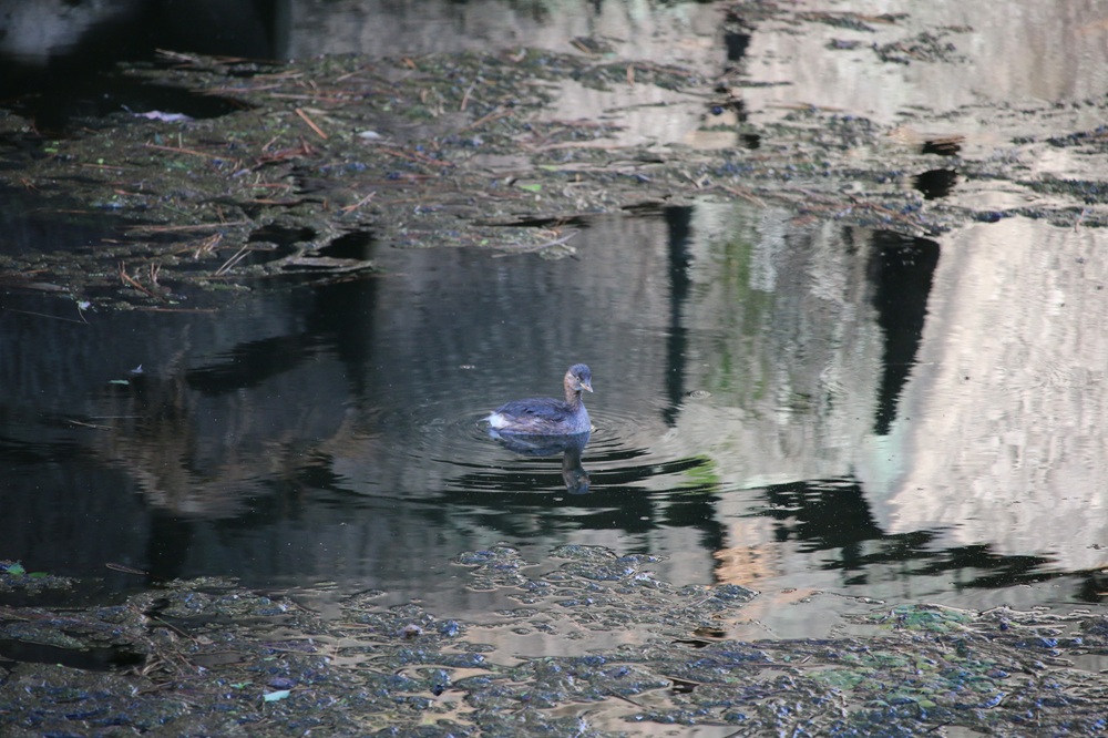 写真：平川濠で泳ぐカイツブリ