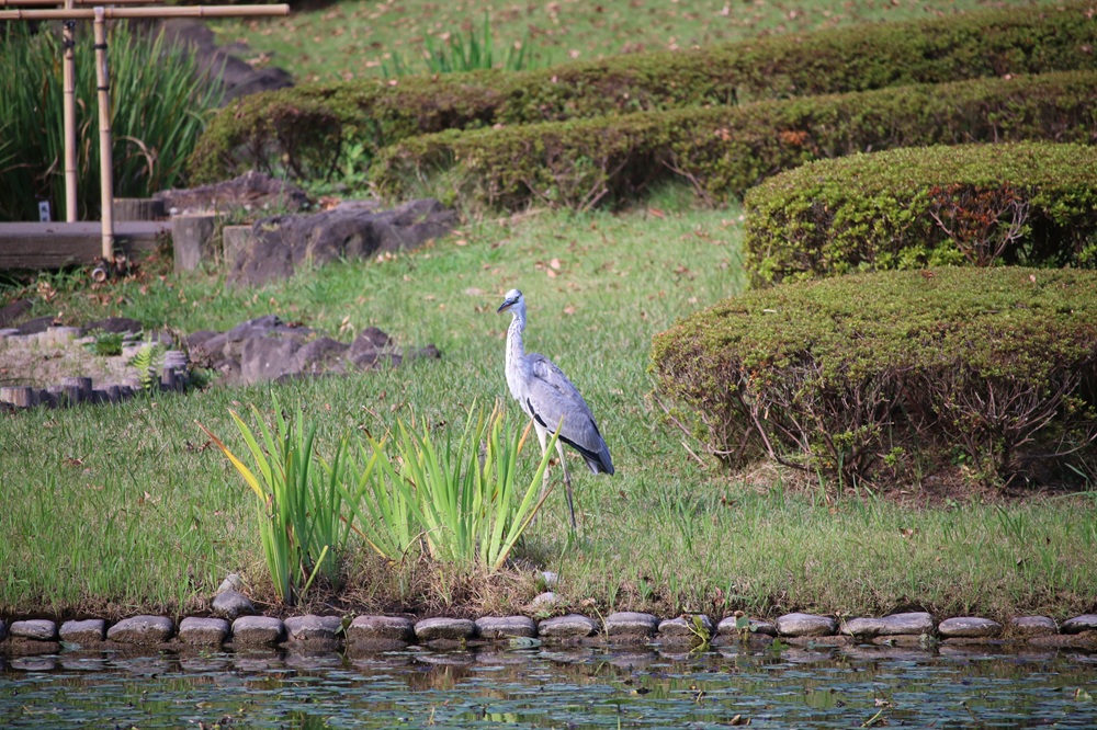 写真：二の丸池脇で佇むアオサギ