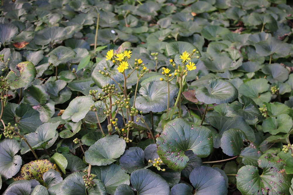お写真：ツワブキ（キク科）
