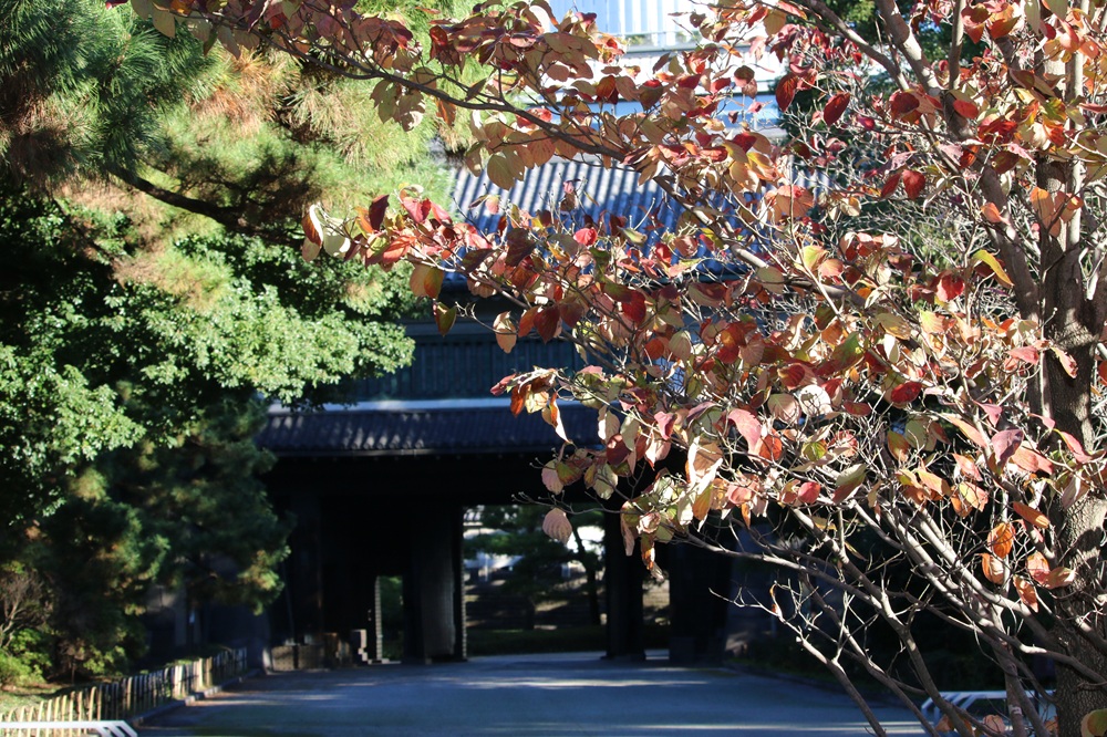 写真：紅葉したアメリカヤマボウシ