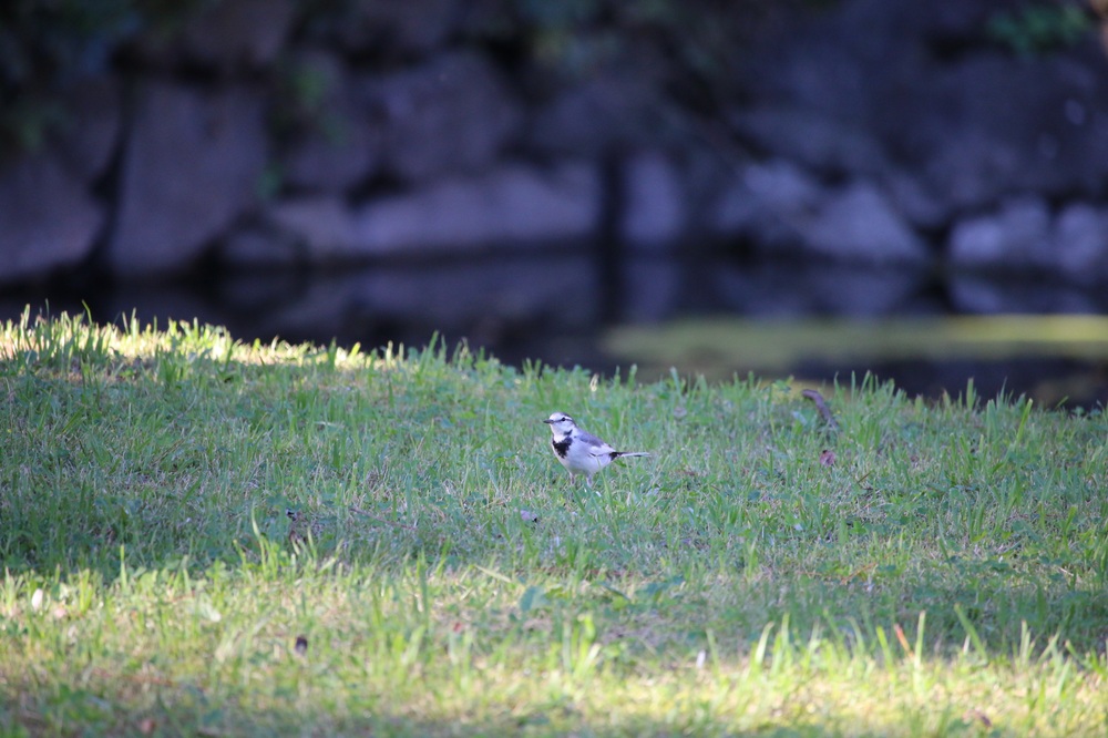 写真：ハクセキレイ（白鳥濠周辺）